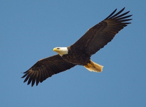 Eagle Soaring